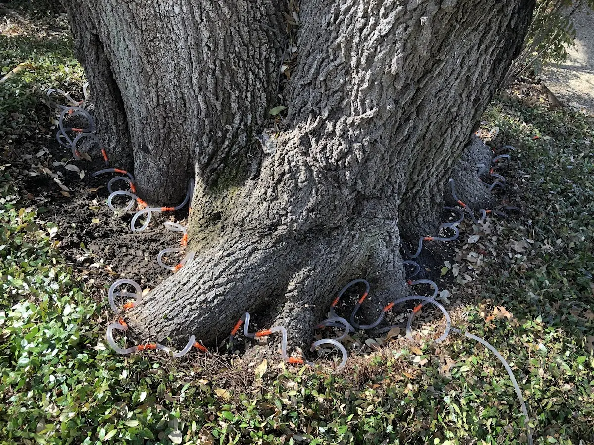 Detailed Tree Cabling and Bracing job site in Yemassee