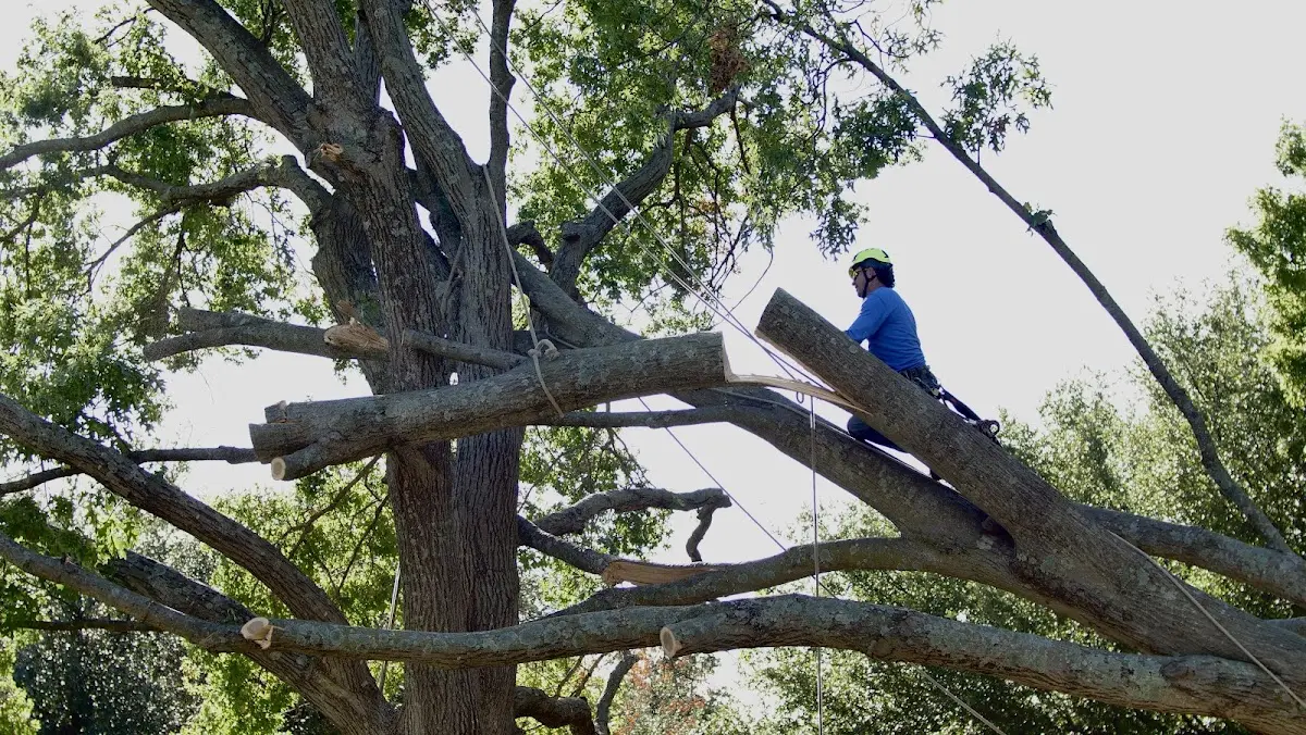 Professional Hazardous Tree Removal performed by certified arborists in Yemassee