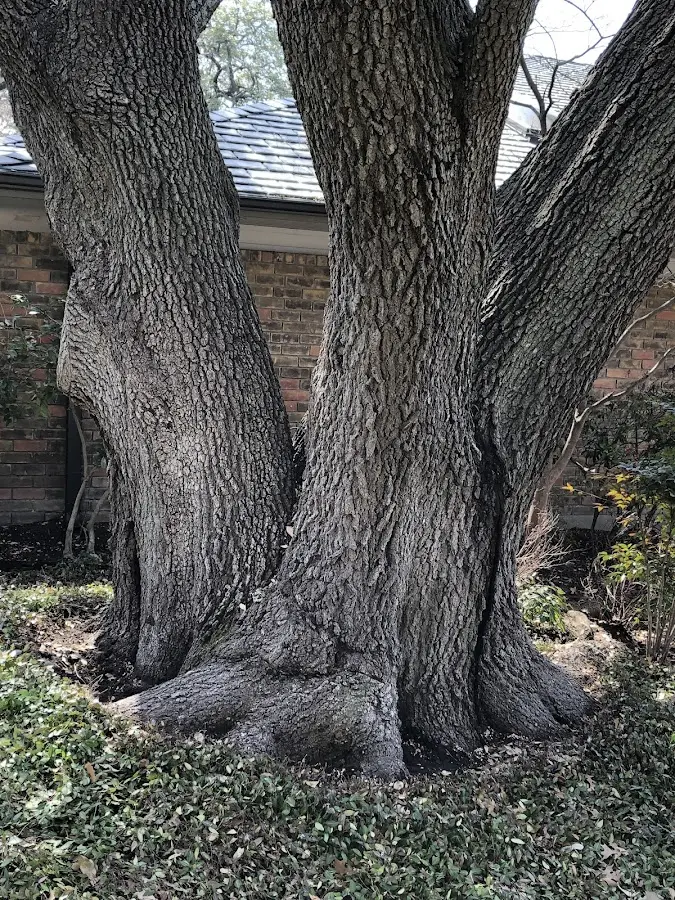 Mature heritage tree close to a Yemassee property cared for by certified arborists